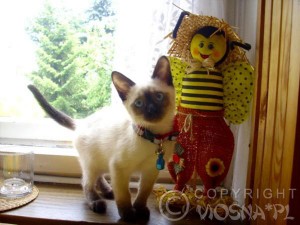 04 Whisper - Hodowla ViosnaPL