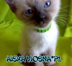 kocięta tajskie Aisha Viosna*PL