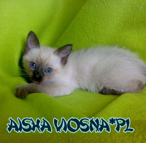 kocięta tajskie Aisha Viosna*PL