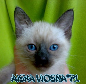 kocięta tajskie Aisha Viosna*PL