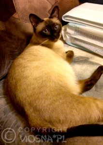 Whisper - ciąża miot C 5 kociąt (pregnant with litter C 5 kittens)