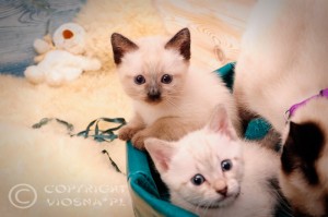 Gizmo & G Viosna*PL