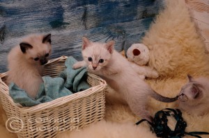 Gizmo, Gandalf & Giulietta Viosna*PL