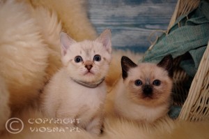 G & GIzmo Viosna*PL