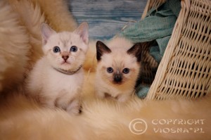 G & Gizmo Viosna*PL