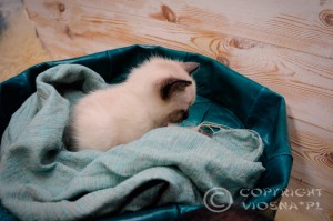 Gizmo Viosna*PL