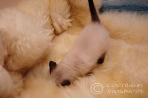 Gizmo Viosna*PL