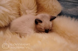 Gizmo Viosna*PL