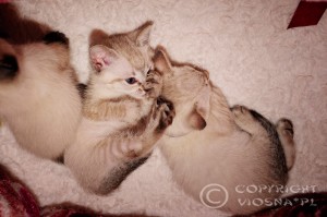 Giulietta & Gandalf Viosna*PL