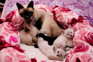 Whisper & Miot G Viosna*PL