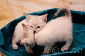 Giulietta & Gandalf Viosna*PL