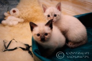 Gizmo & G Viosna*PL