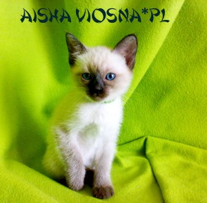 kocięta tajskie Aisha Viosna*PL