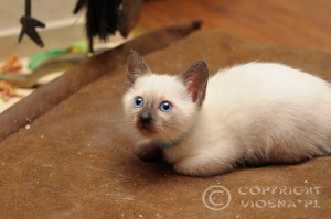 Furia Viosna*PL - maly odpoczynek w zabawie (little rest from playing)