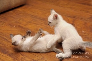 Flavia i Forrest Viosna*PL - mała walka (little fight)