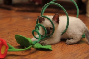 Flavia Viosna*PL
