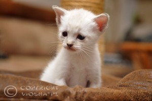 hodowla kotów rasowych Viosna*PL