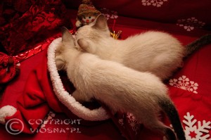 _DSC0330