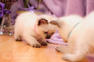 hodowla kotów rasowych Viosna*PL