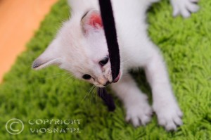 _DSC0365