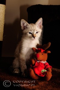 _DSC0393