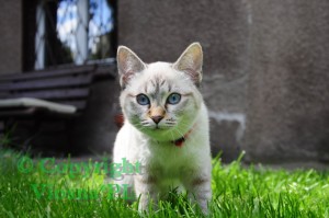 Helenka Viosna*PL