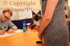 Elmirka Viosna*PL podczas oceny na wystawie