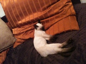 IMG_0270