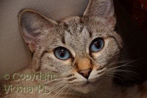 Helenka Viosna*PL - kot tajski , thai cat