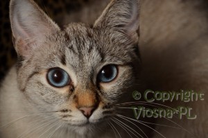 Helenka Viosna*PL - kot tajski , thai cat