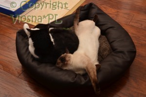 Cody & Dziabąg