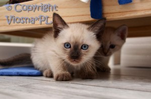 Neo Viosna*PL