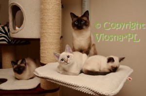Newton, Orfeusz & Cody