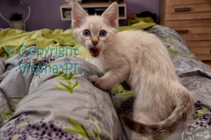 _ZEN6959