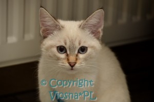 Rozalka Viosna*PL
