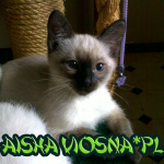aisha kw kocięta tajskie Aisha viosna*PL