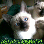 aslan kocięta tajskie Aslan viosna*PL