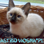 astrid kocięta tajskie Astrid viosna*PL