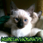 aurelia kocięta tajskie Aurelia viosna*PL