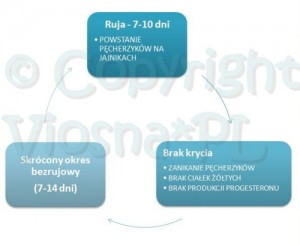 kastracja-rujka
