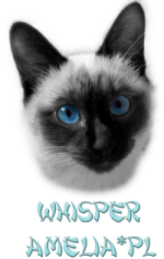 whisper amelia kocięta tajskie miot-a viosna*PL