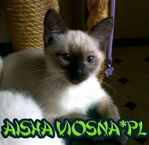 kocięta tajskie Aisha Viosna*PL