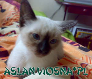 aslan 2