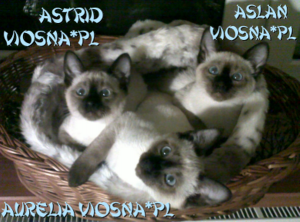 koszyk