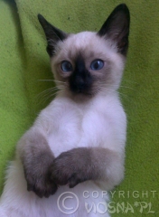 aslan-2