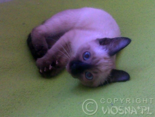 astrid