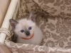 koty-tajskie-galeria-19