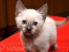 koty-tajskie-galeria-40