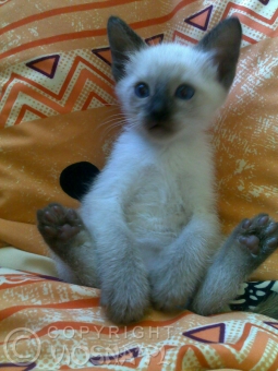 02-miot-a-viosna-pl