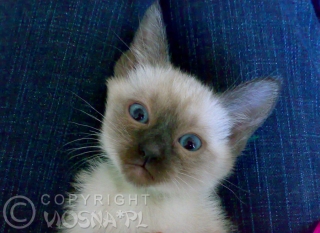 10-miot-a-viosna-pl